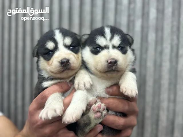 جراء هاسكي