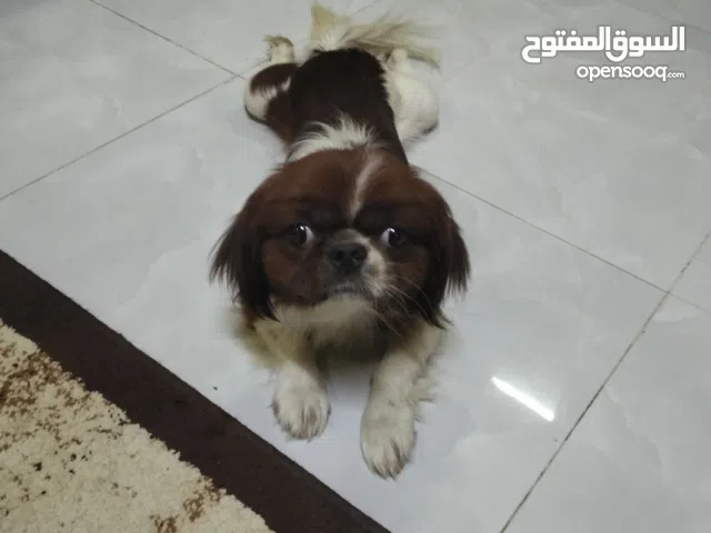 كلب لبيع موقع بركاء