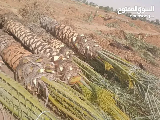 نخل برحي مجدول زغلو سماني حياني بنت عيشه عريبي كل الانواع عندنا