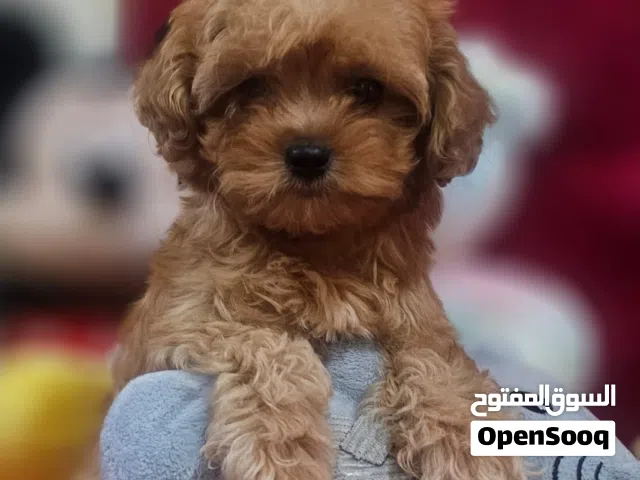 Toy Maltipoo male