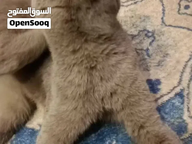 گاربا اسکتیش