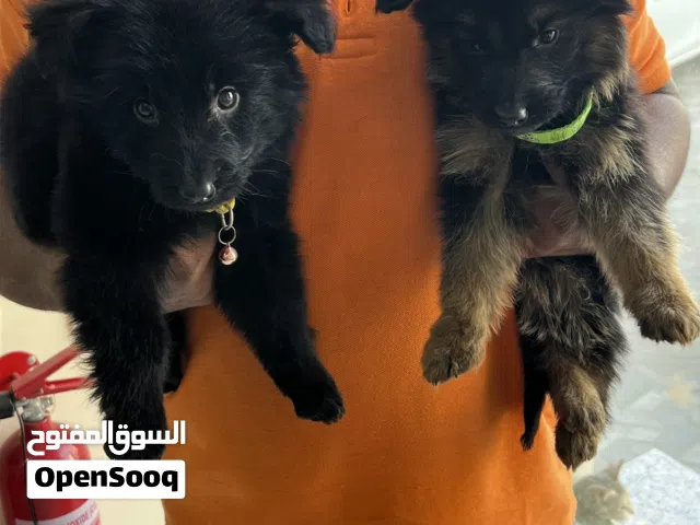 GSD Puppies