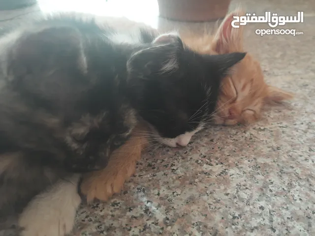 ثلاث قطط أخوة لتبني بصحة جيدة