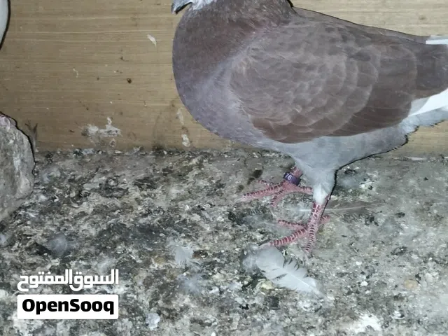 اخوان مطلوب زوج بغداديات لون اصفر  مبيضات عندك كون من زبير