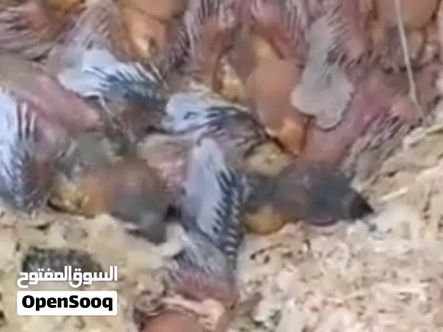 فروخ طيور جاوا