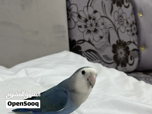 طير روز أليف