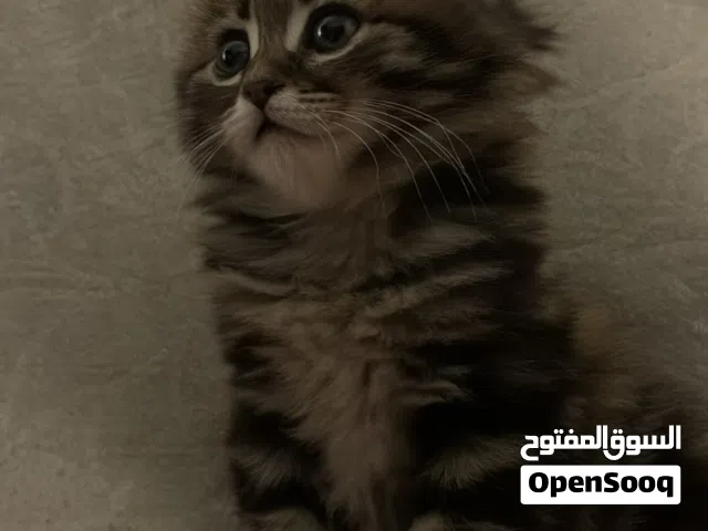 قطة شيرازي ( شانشيلا ) تابي