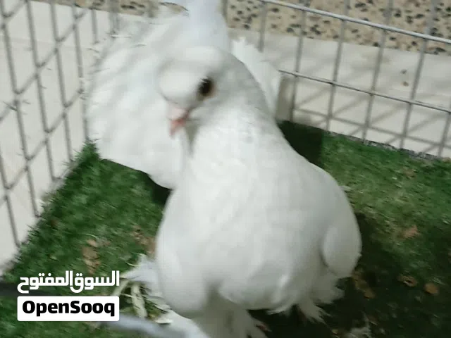 3 طروف روسي للبيع