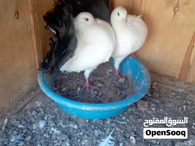 تونسي بوديل