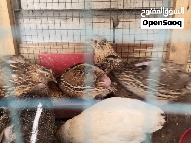 سمان للبيع عدد 6 الوصف مهم