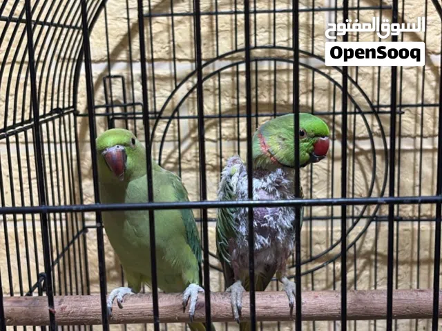 ببغاء للبيع
