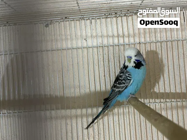 طيور حب نكليزي