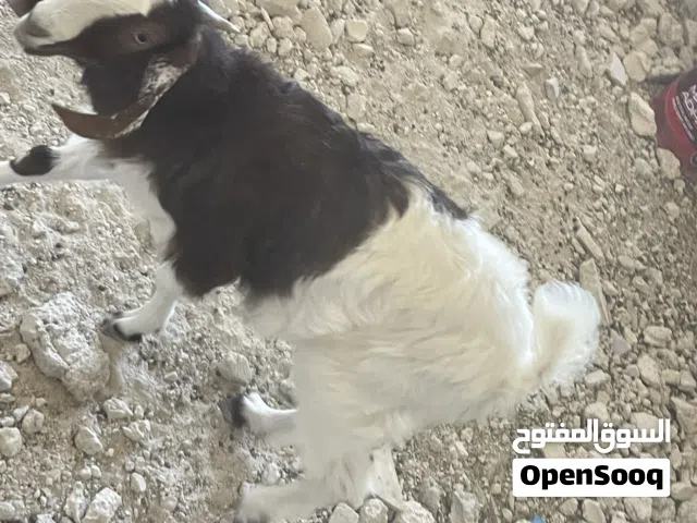 سخلات اناثي للبيع
