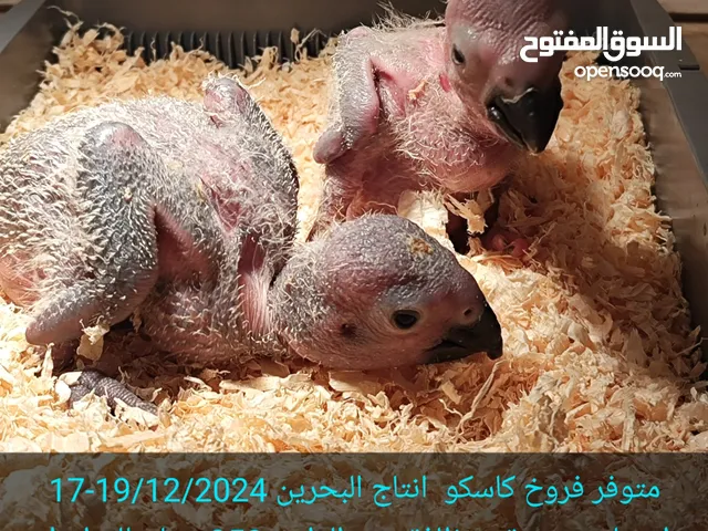 فروخ كاسكو
