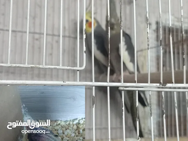 كوم كوكتيل و روز (ببغاوات)