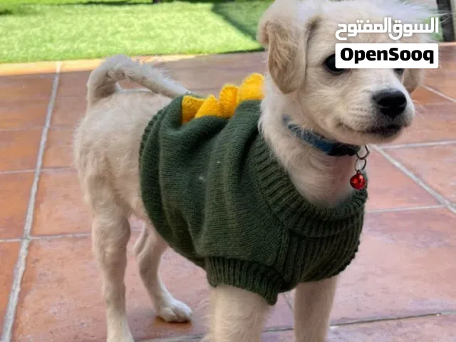 كلب أنثى للبيع