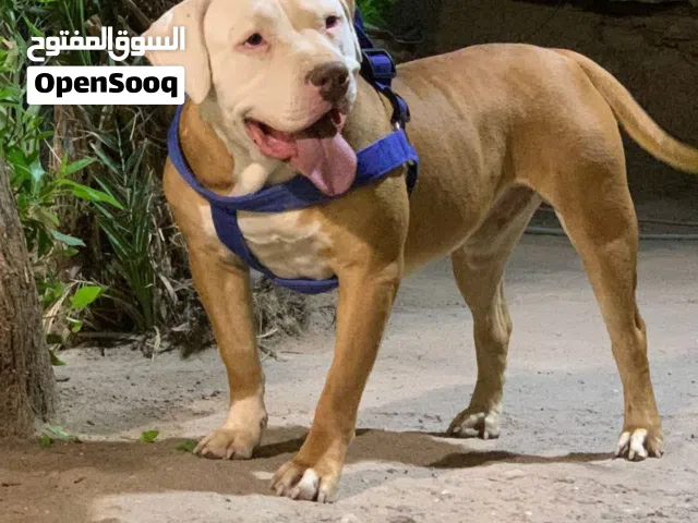 سلام عليكم هذا كلب بعته قبل فتره لي موجود عندا يراسلني