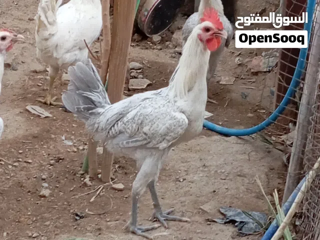 3ديوجه فيومي المنيوم للبيع