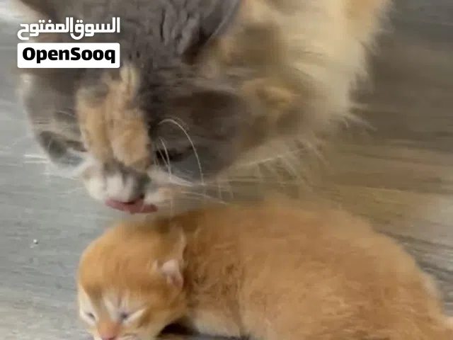 قطة جميله كيوت العمر سنه