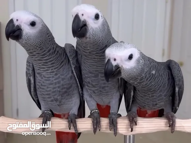 صغار الكاسكو اسعار منافسه