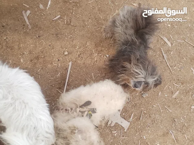 all dogs for sale 0to12 mothe 1year to 3year evaleble countect me whatsapp