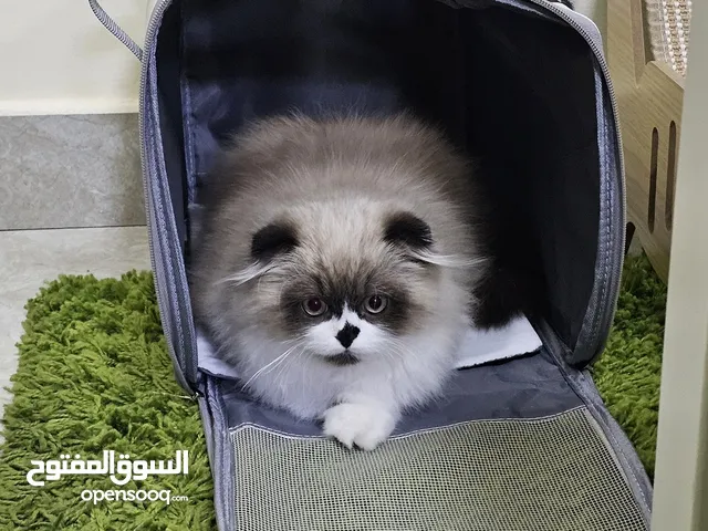 Male Persian Siberian cat cross unique pattern - litter trained