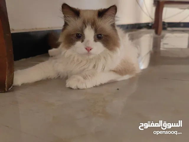 قط راغدول للتزاوج