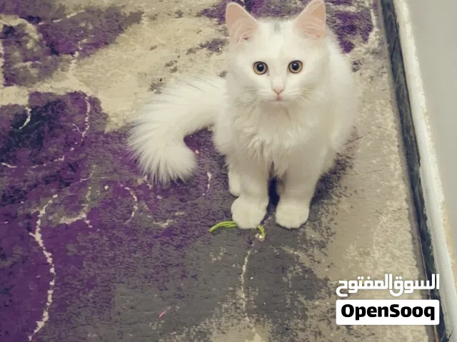 قطتين ذكور للتبني عمر سنه والاخر 6 شهور
