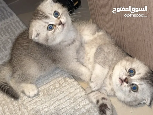 سكوتتش فولد