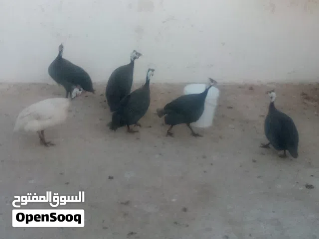 جاج فرعوني عدد7اقرا النص عمان جاوا