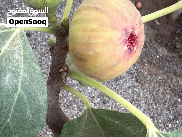 تين صنف ممتاز جدا حجم وطعم وغزارة مظمون