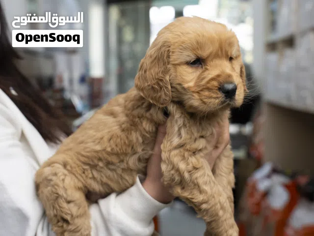 افضل جراء للمنزل والاطفال ..الماسترد الذهبي.جولدن ريتريفر..مع جميع المطاعيم الاهالي متوفره