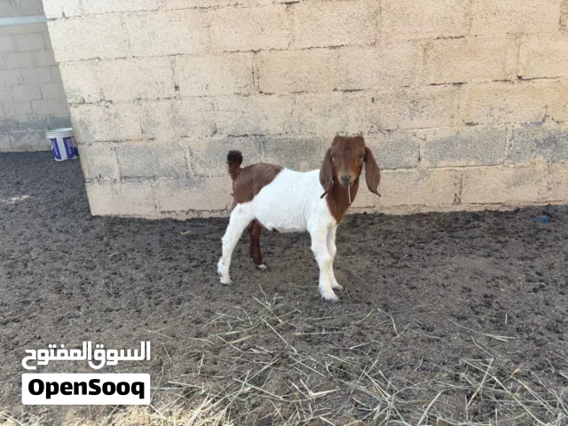 تيس بورقوت بيور