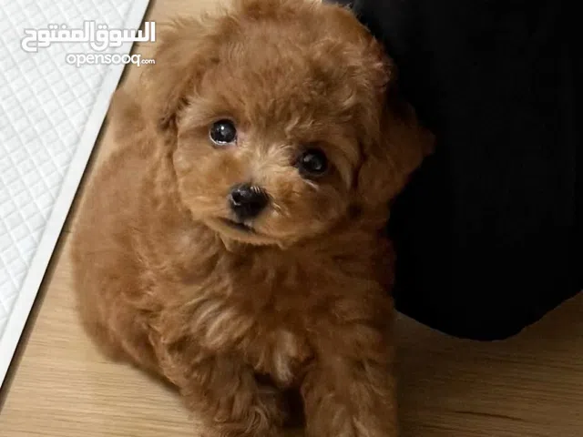 Poodle Puppy