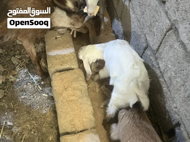 السلام عليكم صخول 3 نثايه امايات وياهم 4 زغار ثنين وراهم كلمن واحد وحده وراها ثنين توم العداد لكل 4
