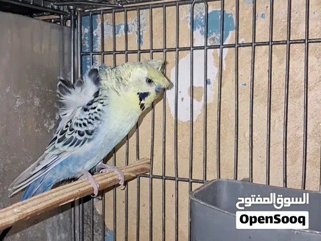3جواز الفحول تكسس وطواير انقليزي تحتهن فراخ اقرا تفاصيل تحت