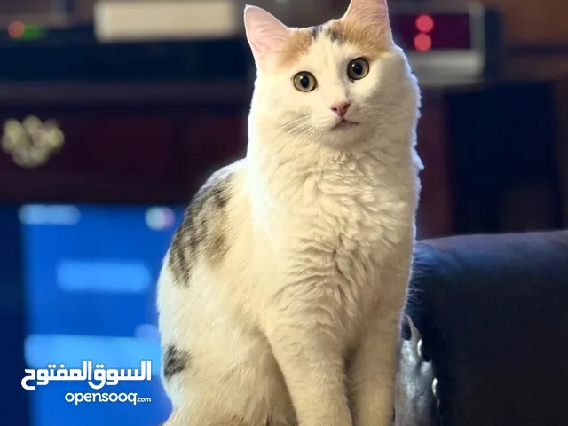 قطة منزلية اليفة