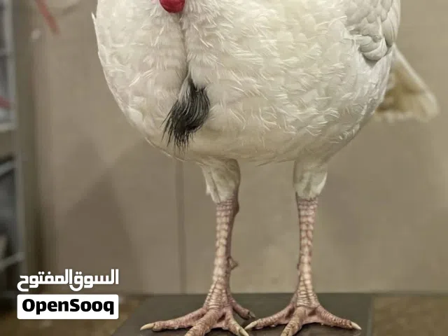 رومي ابيض تهجين نعـــــــام