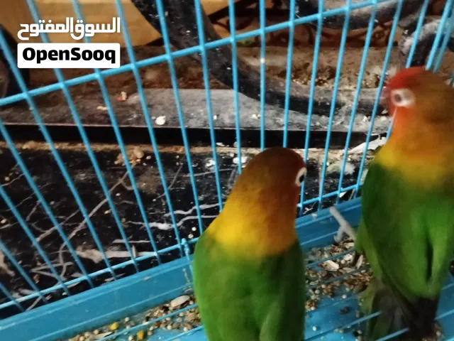 فشير جوز +لوف بيرد جوز