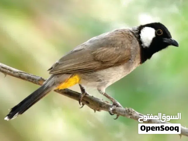 بلبل عراقي خد ابيض بصحه جيده اموره طيبه التغريد ماشاءالله الحبه بريال ويأتي معاه هديه طير الحب حبه