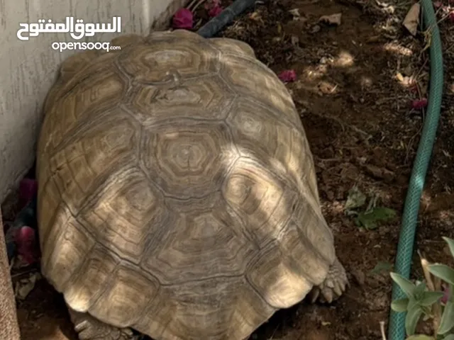 سلحفاه بريه