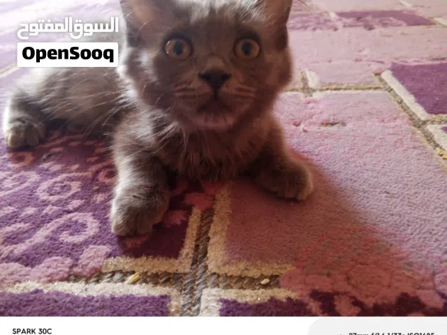 قطط للتبني وليس للبيع