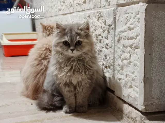 قطة شيرازي فل