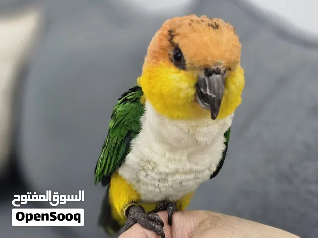 كايك وايت بيلي ذكر  (مع شهادة فحص DNA)
