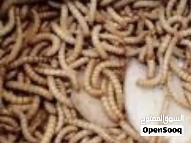 متوفر دود قبابي ال 150 حبه ب  5jd