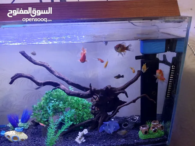 حوض سمك واسماك للبيع