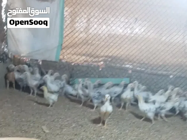 دجاج فرنسي