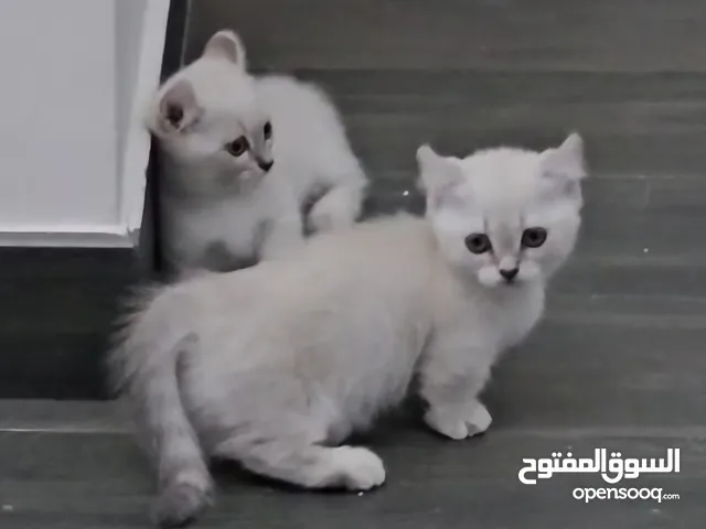 Cats2  American munchkin