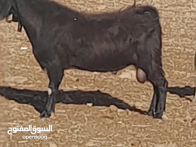 تيس نخب اول كفاله