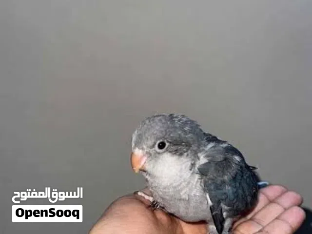 مطلوب فرخ كويكار للبيع بسعر مناسب ويكون متعود على الزق اليدوي